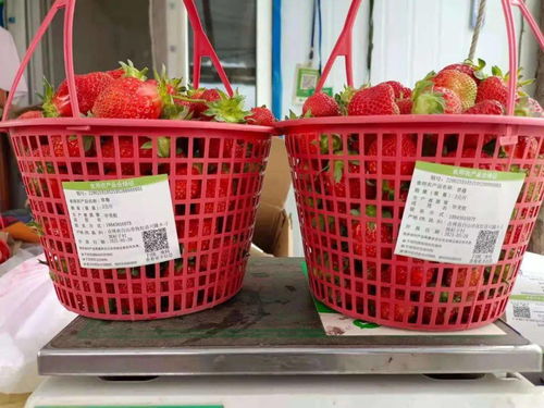 抚松县为食用农产品合格证插上“智能芯片” 引领初加工产业数字化转型新篇章