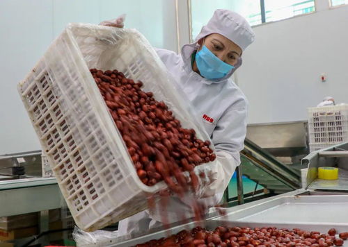 激活乡村经济新动能 农产品特色加工业助力农民就业增收