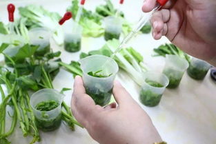 惠东三基地入选粤港澳大湾区“菜篮子”，引领农产品初加工新篇章