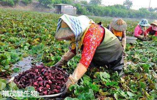 福州市十条措施力保供给 生猪禽类养殖与初加工扶持新政出台